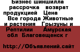 Бизнес шиншилла, рассрочка - возврат продукцией › Цена ­ 4 500 - Все города Животные и растения » Грызуны и Рептилии   . Амурская обл.,Благовещенск г.